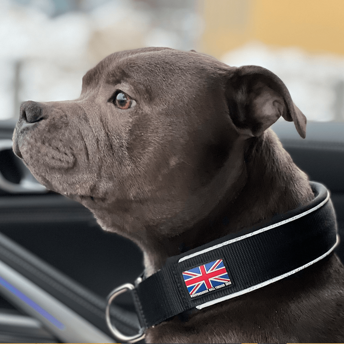 Martingale Collar - Staffordshire Bull Terrier 1935®