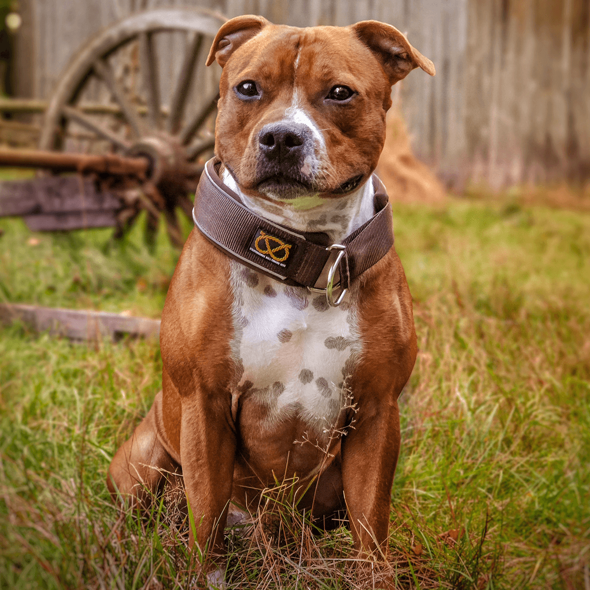 Martingale Half Choke Collar Staffordshire Bull Terrier 1935®