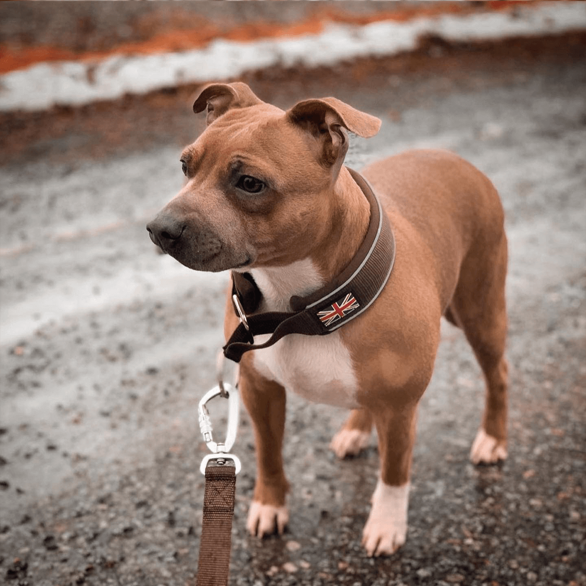 Martingale Half Choke Collar Staffordshire Bull Terrier 1935®