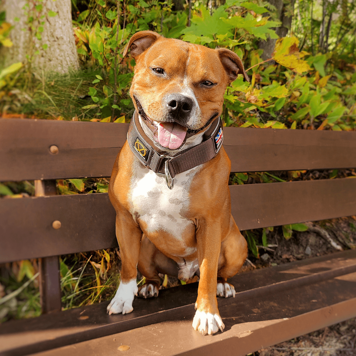 Martingale Half Choke Collar Staffordshire Bull Terrier 1935®