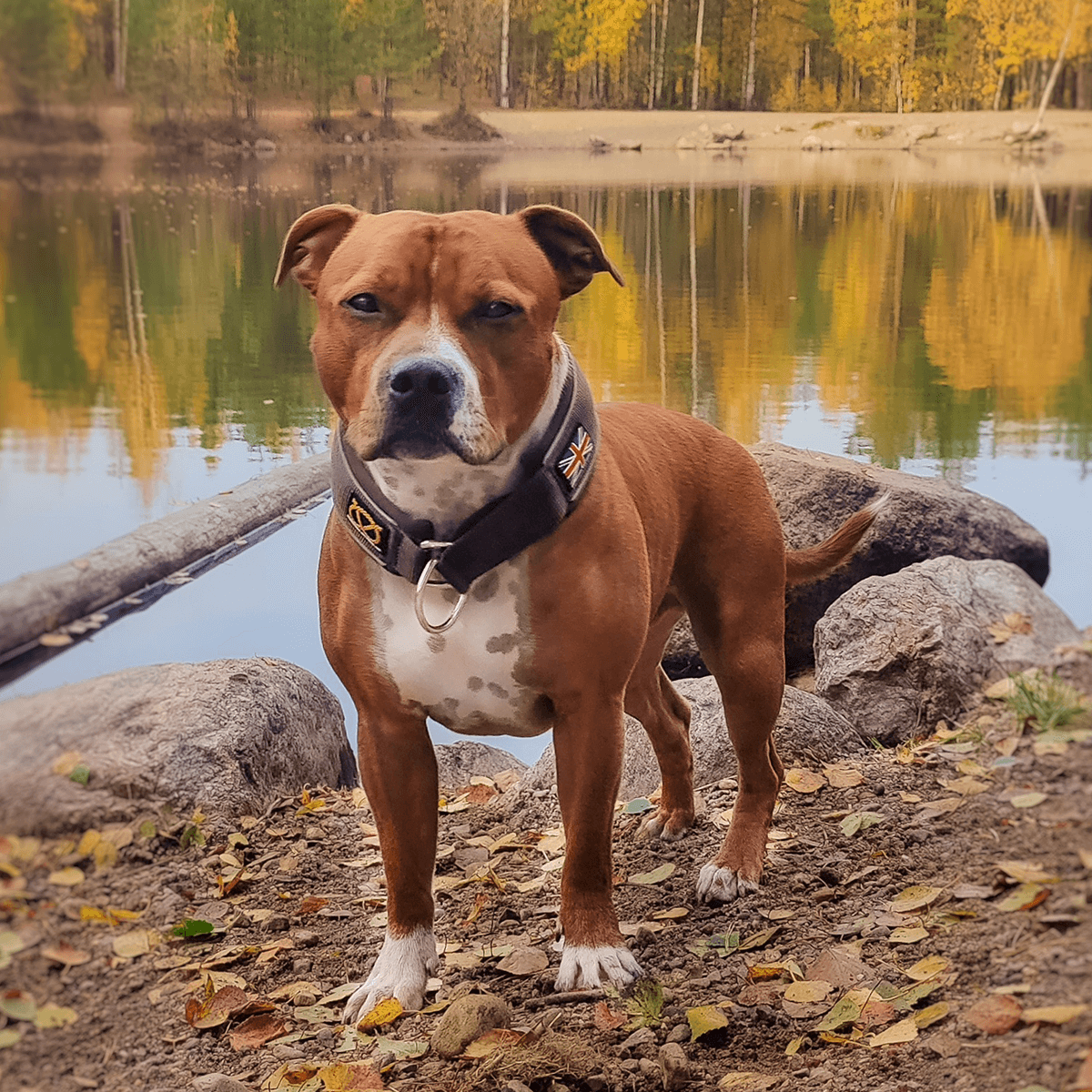 Martingale Half Choke Collar Staffordshire Bull Terrier 1935®