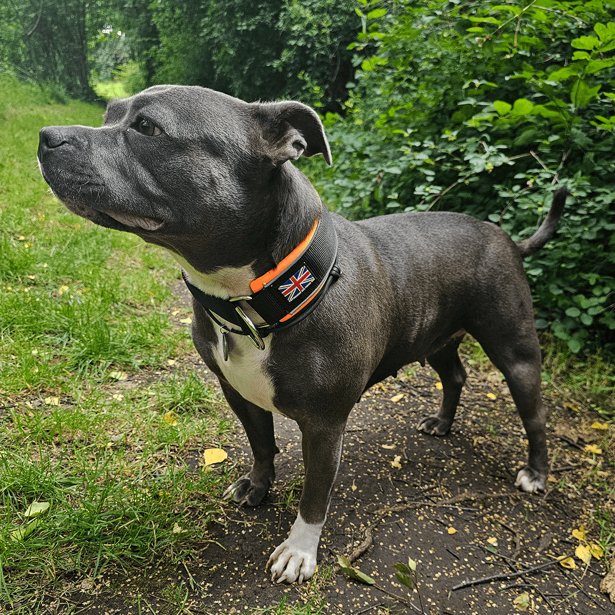 Martingale Half Choke Collar Staffordshire Bull Terrier 1935®