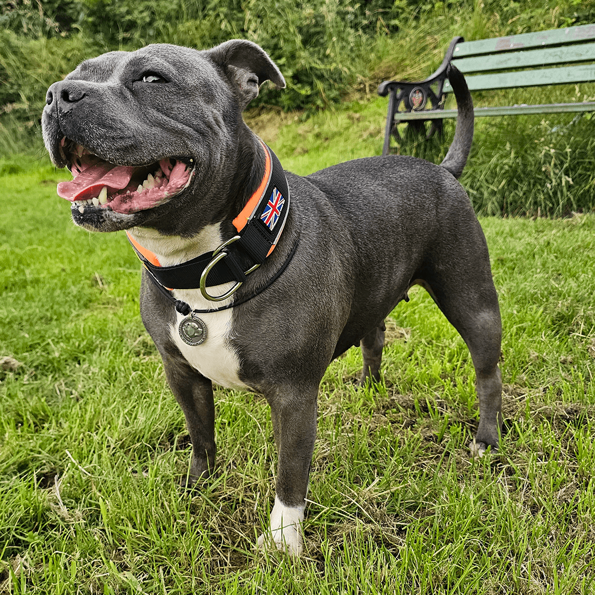 Martingale Half Choke Collar Staffordshire Bull Terrier 1935®