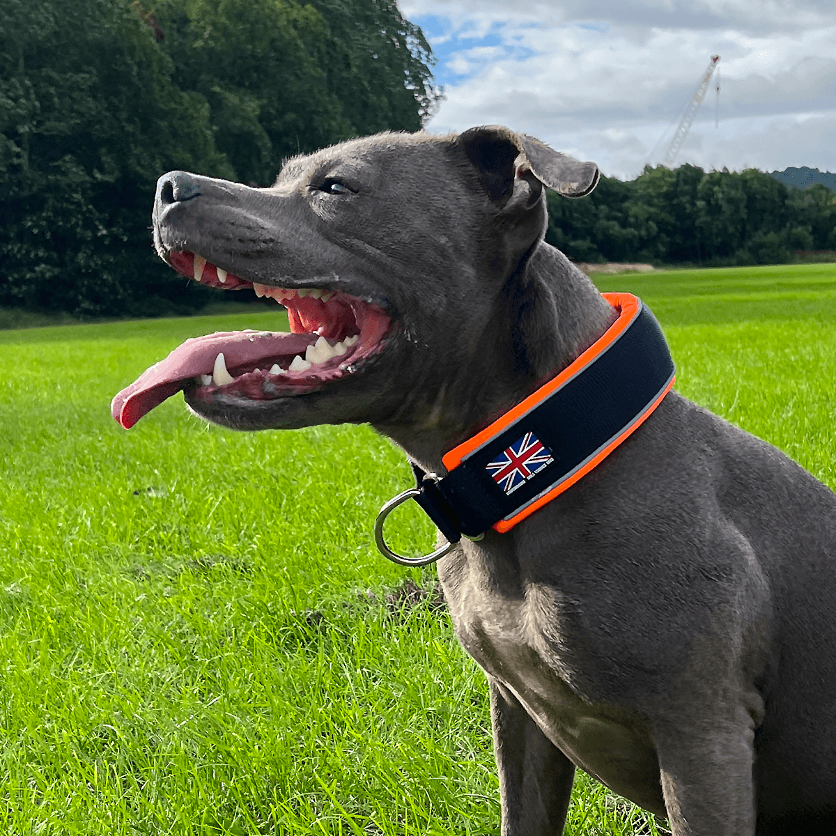 Martingale Half Choke Collar Staffordshire Bull Terrier 1935®