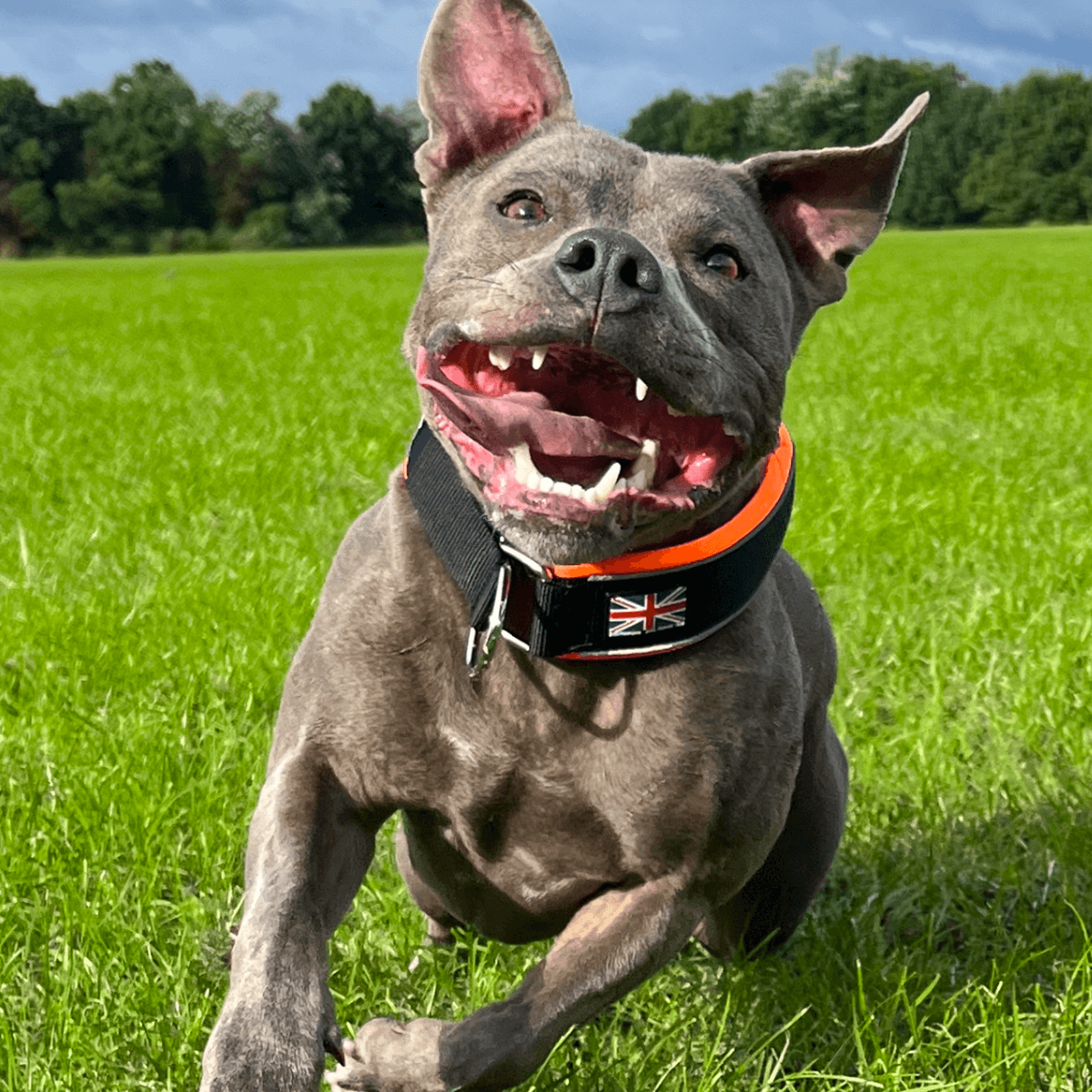 Martingale Half Choke Collar Staffordshire Bull Terrier 1935®