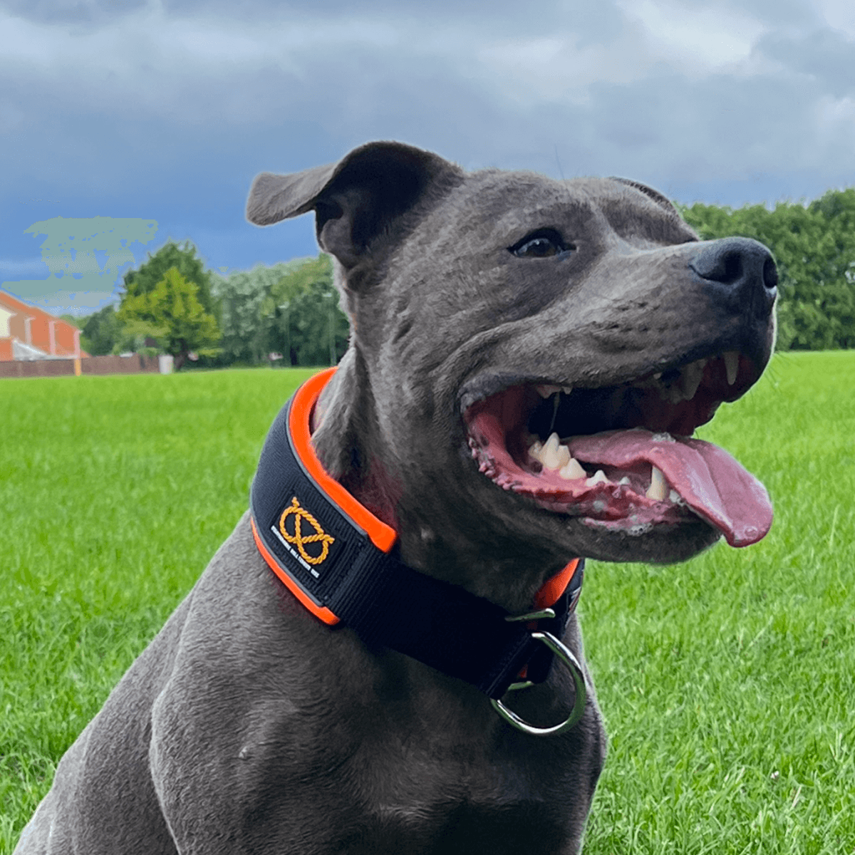 Martingale Half Choke Collar Staffordshire Bull Terrier 1935®