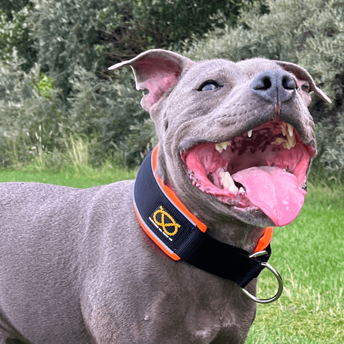 Martingale Half Choke Collar Staffordshire Bull Terrier 1935®