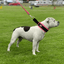 Martingale Half Choke Collar Staffordshire Bull Terrier 1935®