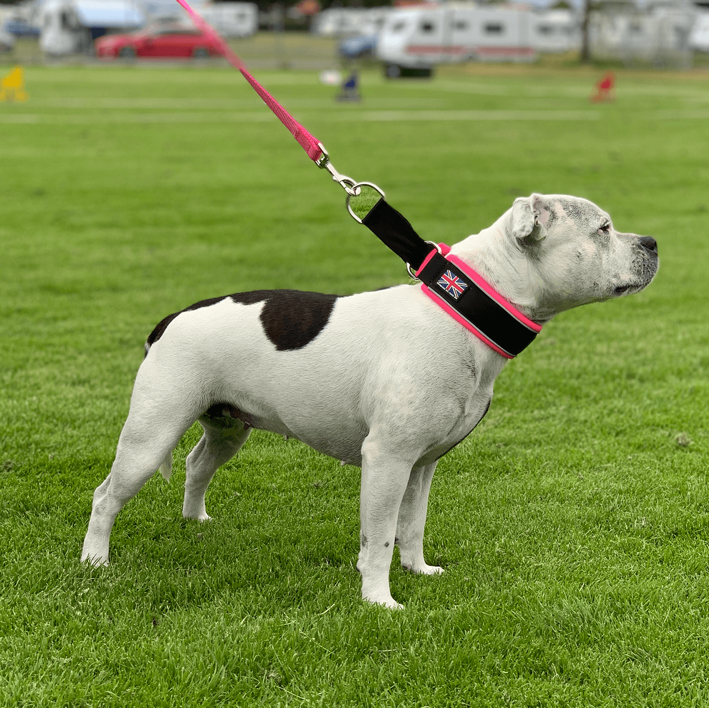 Martingale Half Choke Collar Staffordshire Bull Terrier 1935®