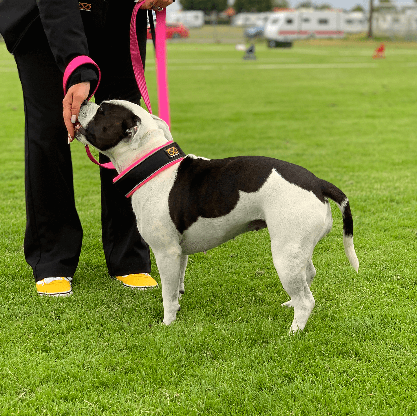 Martingale Half Choke Collar Staffordshire Bull Terrier 1935®