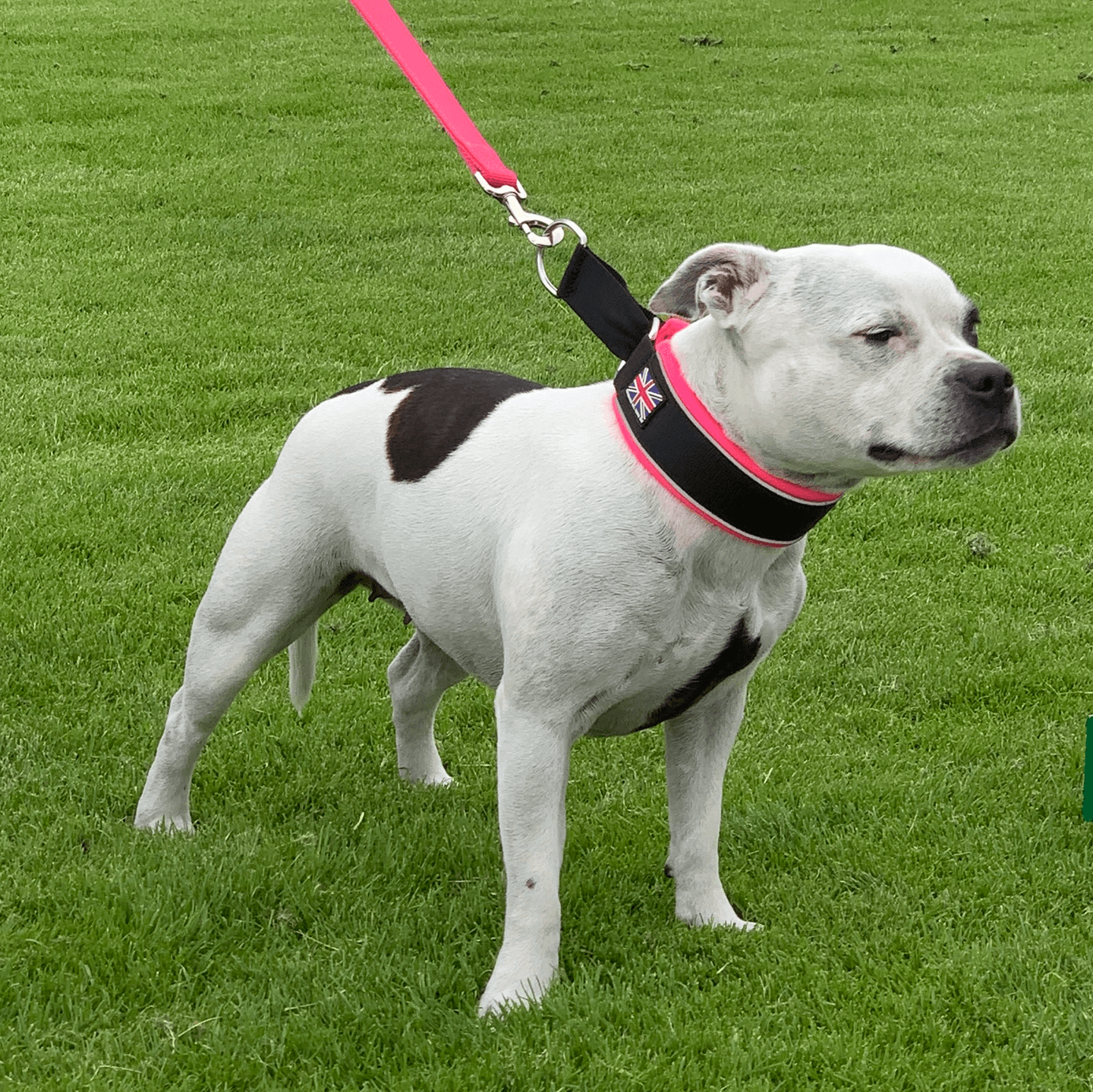 Martingale Half Choke Collar Staffordshire Bull Terrier 1935®