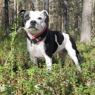 Martingale Half Choke Collar Staffordshire Bull Terrier 1935®