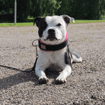 Martingale Half Choke Collar Staffordshire Bull Terrier 1935®