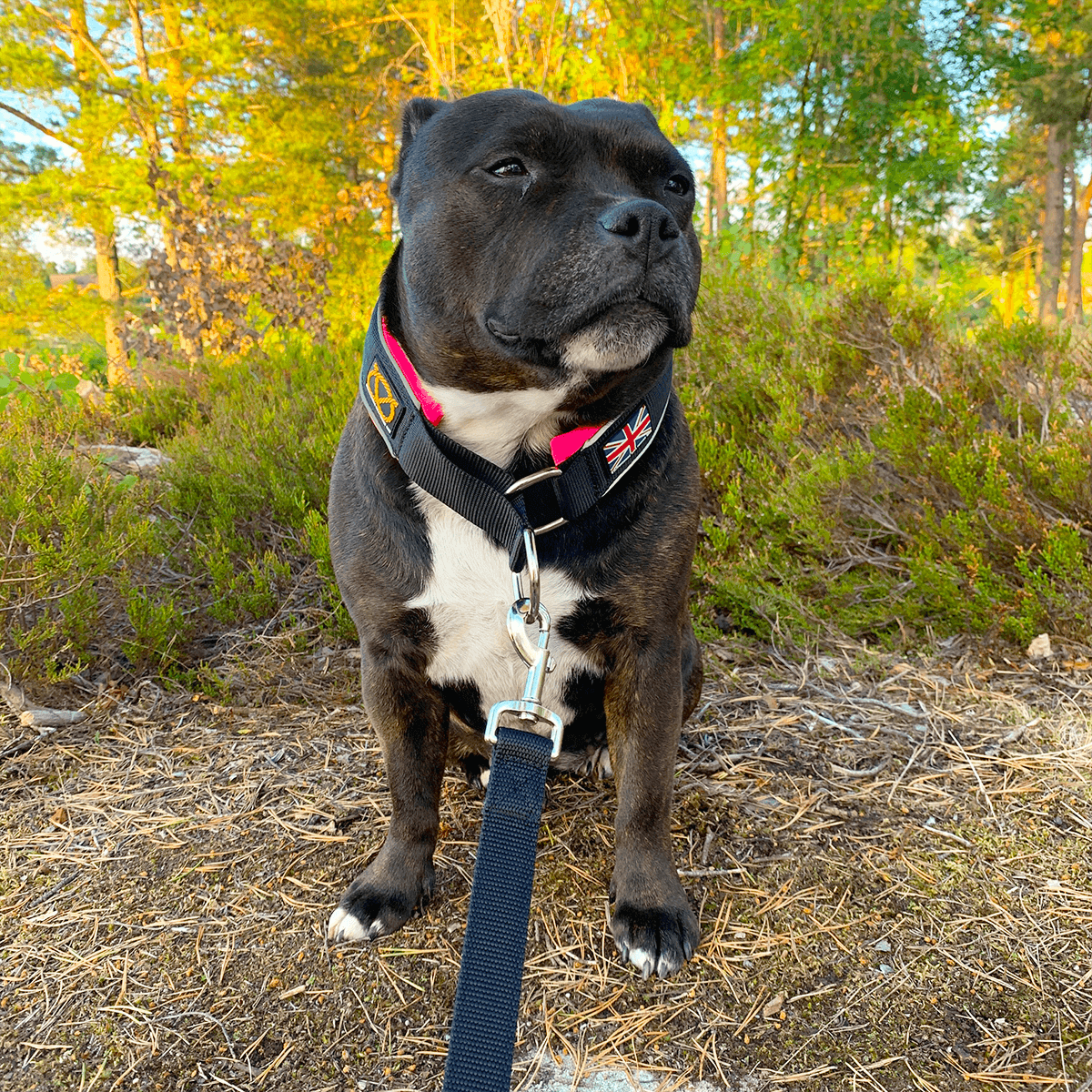 Martingale Half Choke Collar Staffordshire Bull Terrier 1935®