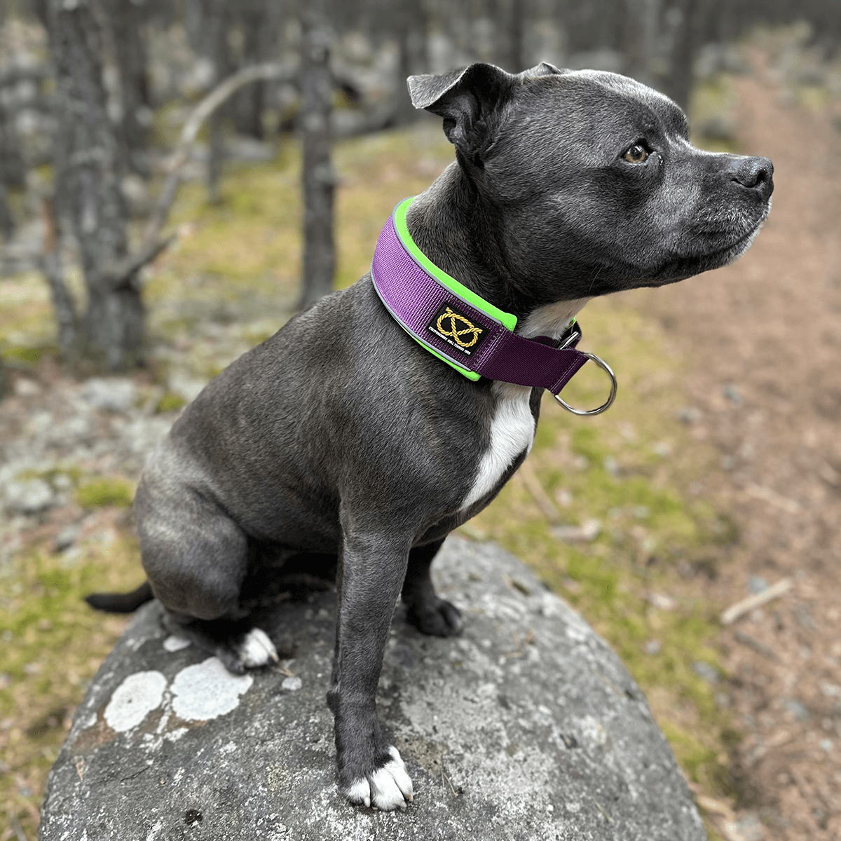 Martingale Collar - Staffordshire Bull Terrier 1935®