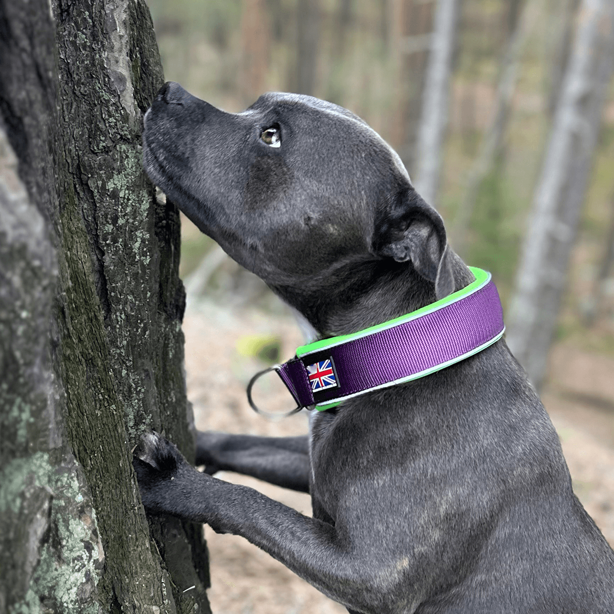 Martingale Collar - Staffordshire Bull Terrier 1935®