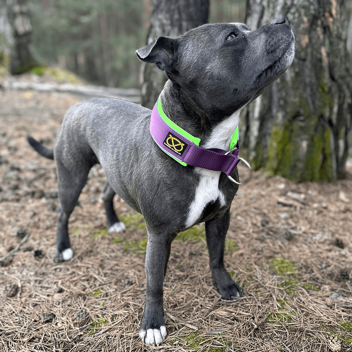 Martingale Collar - Staffordshire Bull Terrier 1935®