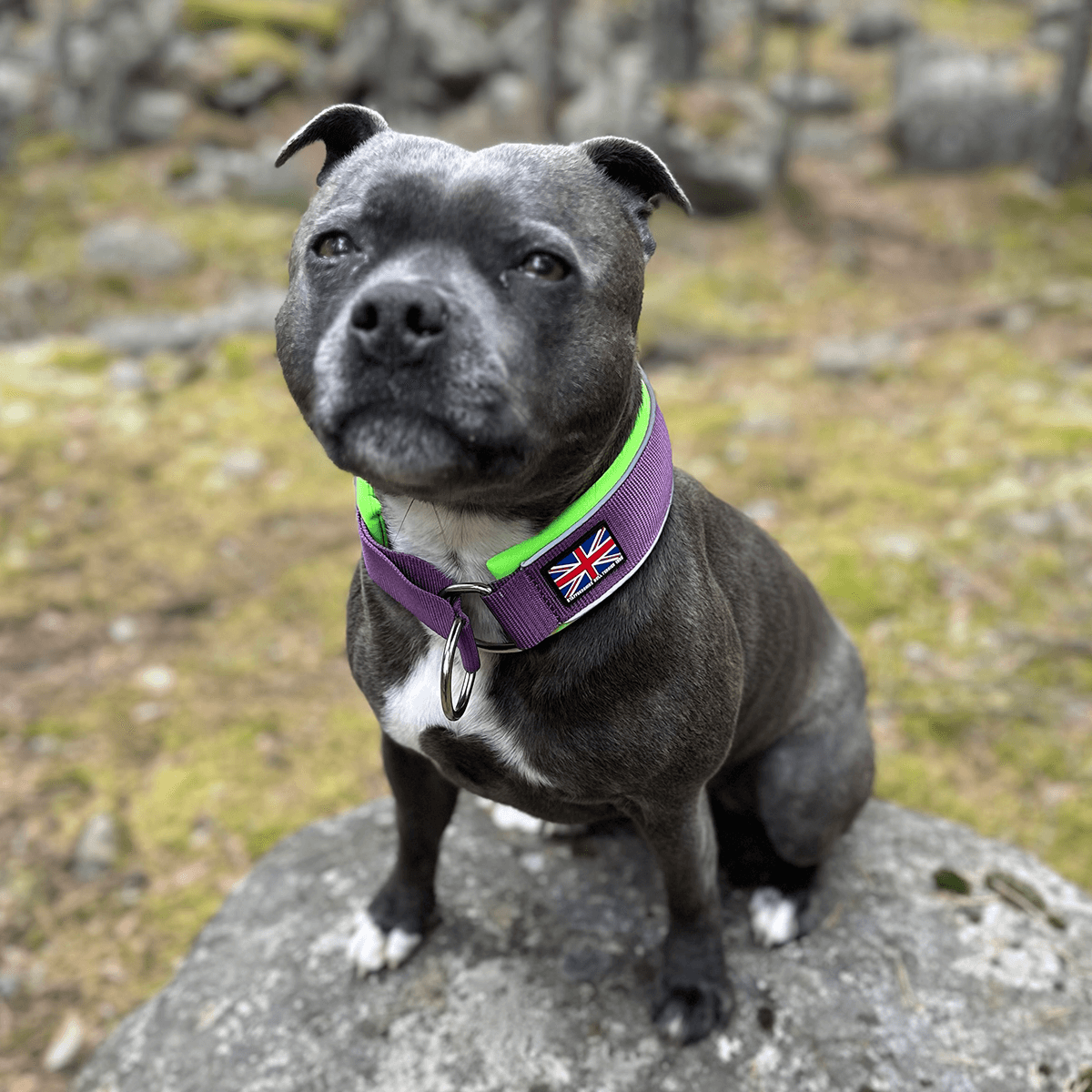 Martingale Collar - Staffordshire Bull Terrier 1935®