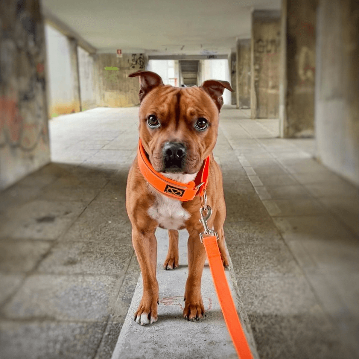 Staffordshire Bull Terrier 1935® Martingale Collar - Orange