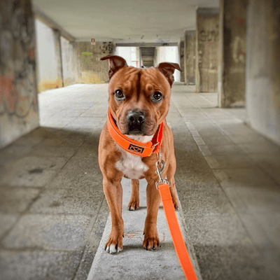 Staffordshire Bull Terrier 1935® Collier Martingale - Orange