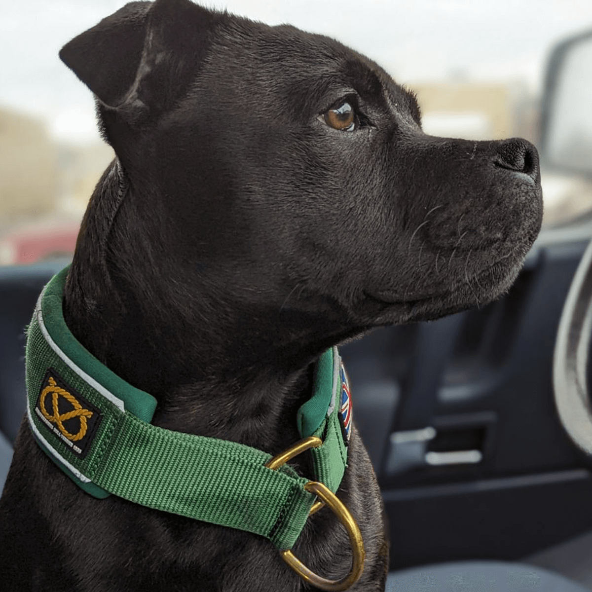 Martingale Collar Half-Choke Staffordshire Bull Terrier 1935®