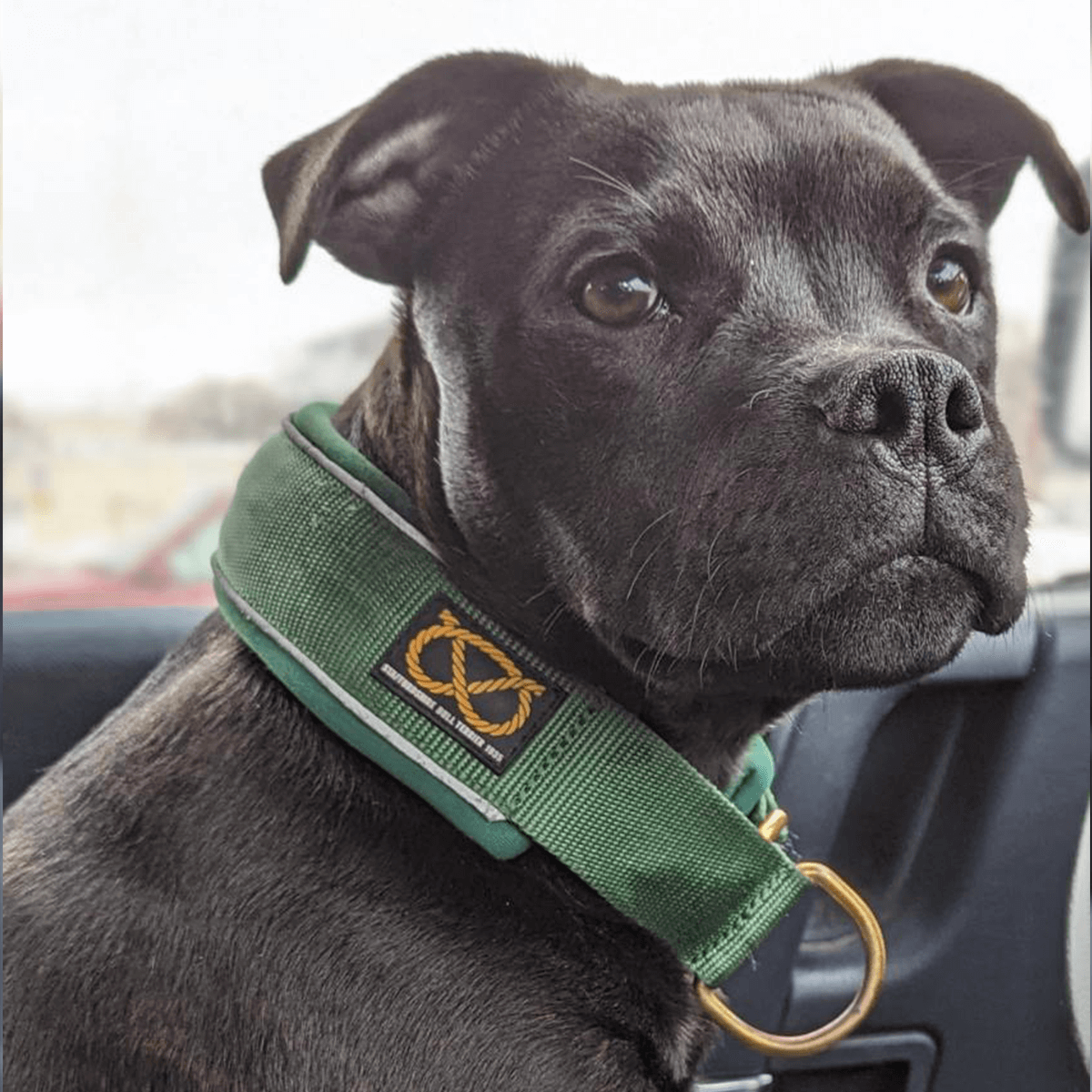 Martingale Collar Half-Choke Staffordshire Bull Terrier 1935®