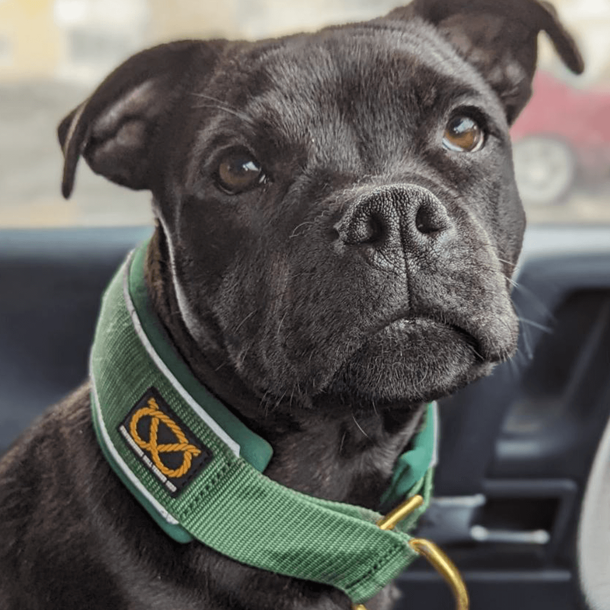 Martingale Collar Half-Choke Staffordshire Bull Terrier 1935®