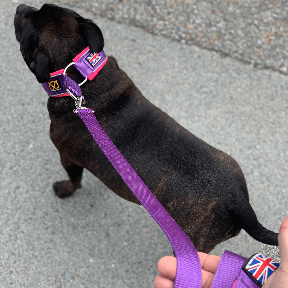 Martingale Collar Half-Choke Staffordshire Bull Terrier 1935®