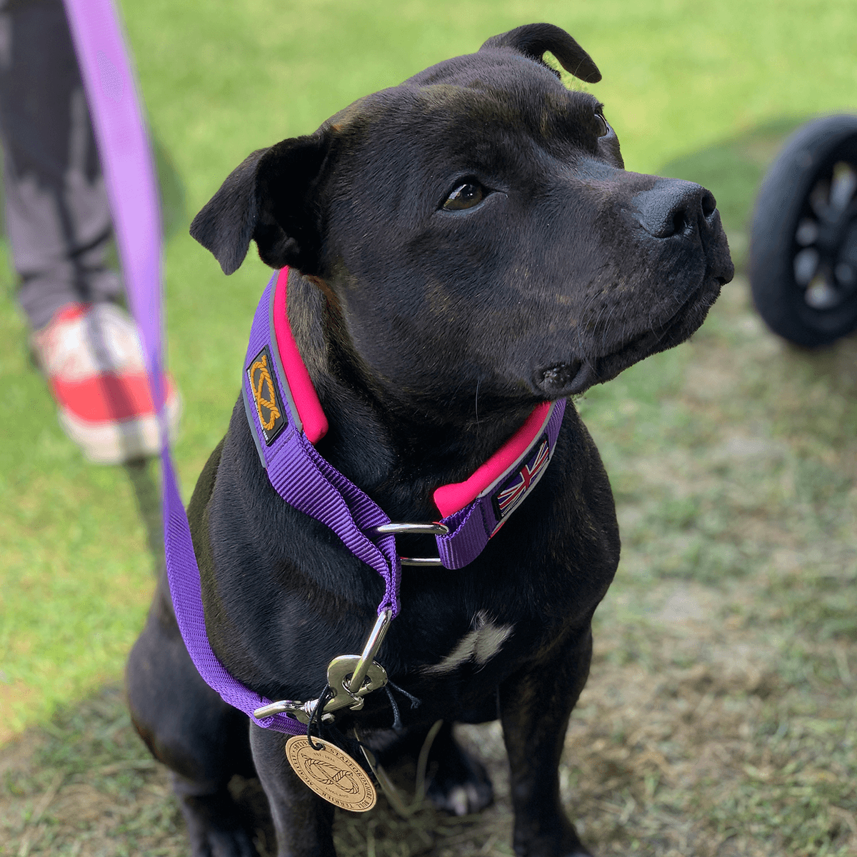 Martingale Collar Half-Choke Staffordshire Bull Terrier 1935®