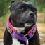 Martingale Collar Half-Choke Staffordshire Bull Terrier 1935®