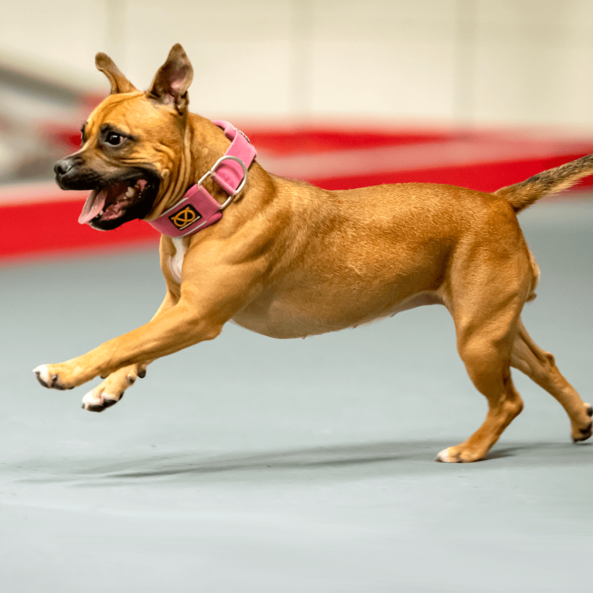 Martingale Half Choke Collar Staffordshire Bull Terrier 1935®