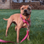 Staffordshire Bull Terrier 1935® Martingale Collar - Fuchsia & Neon Orange