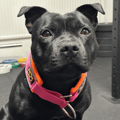 Staffordshire Bull Terrier 1935® Collier Martingale - Fuchsia et Orange Fluo