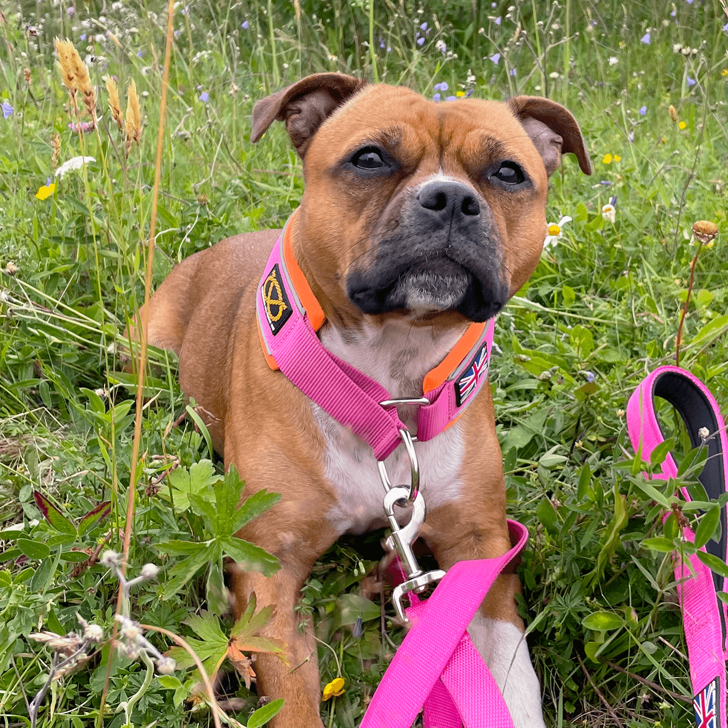 Martingale Half choke collar Staffordshire Bull Terrier 1935®