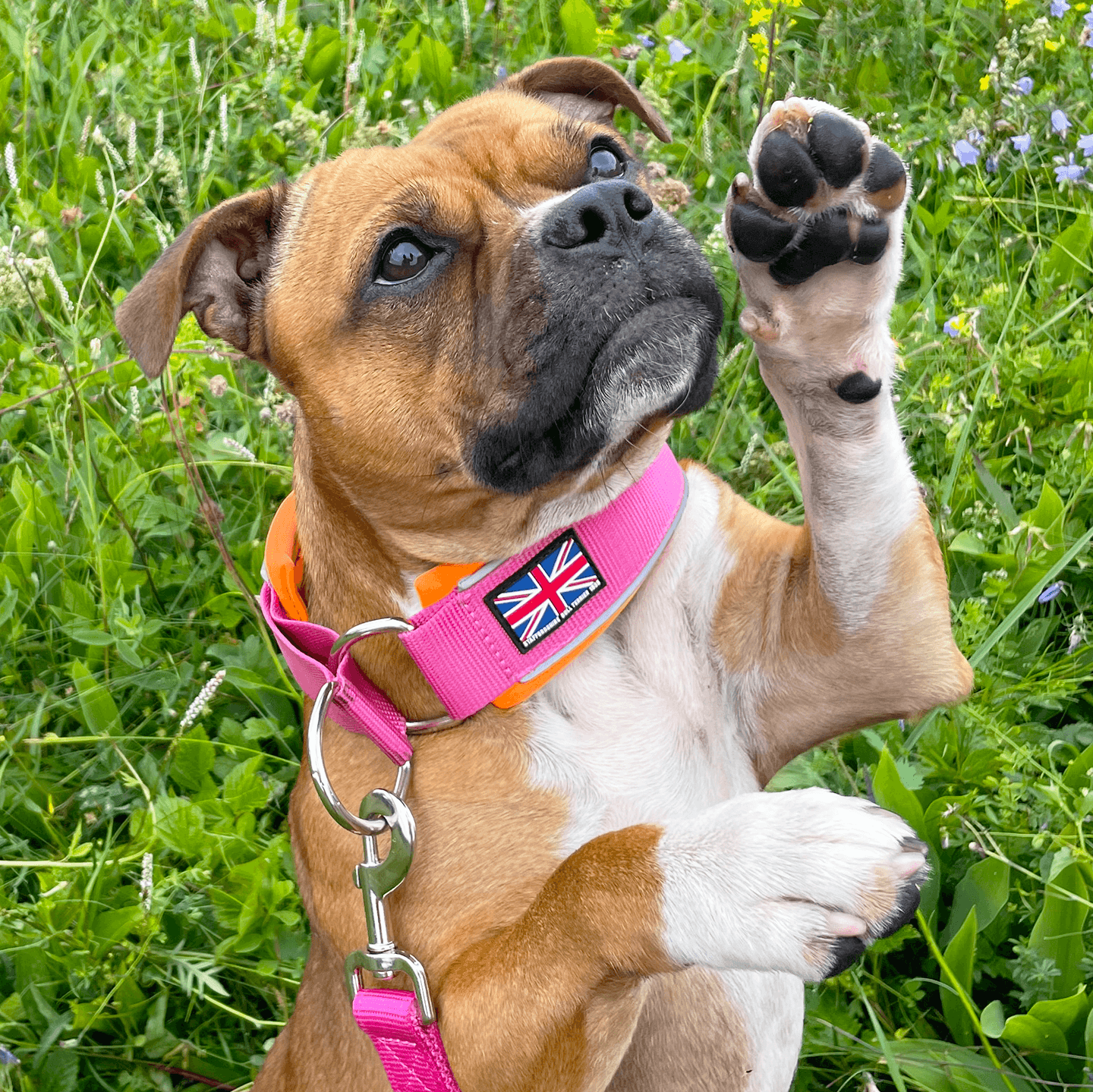 Martingale Half choke collar Staffordshire Bull Terrier 1935®