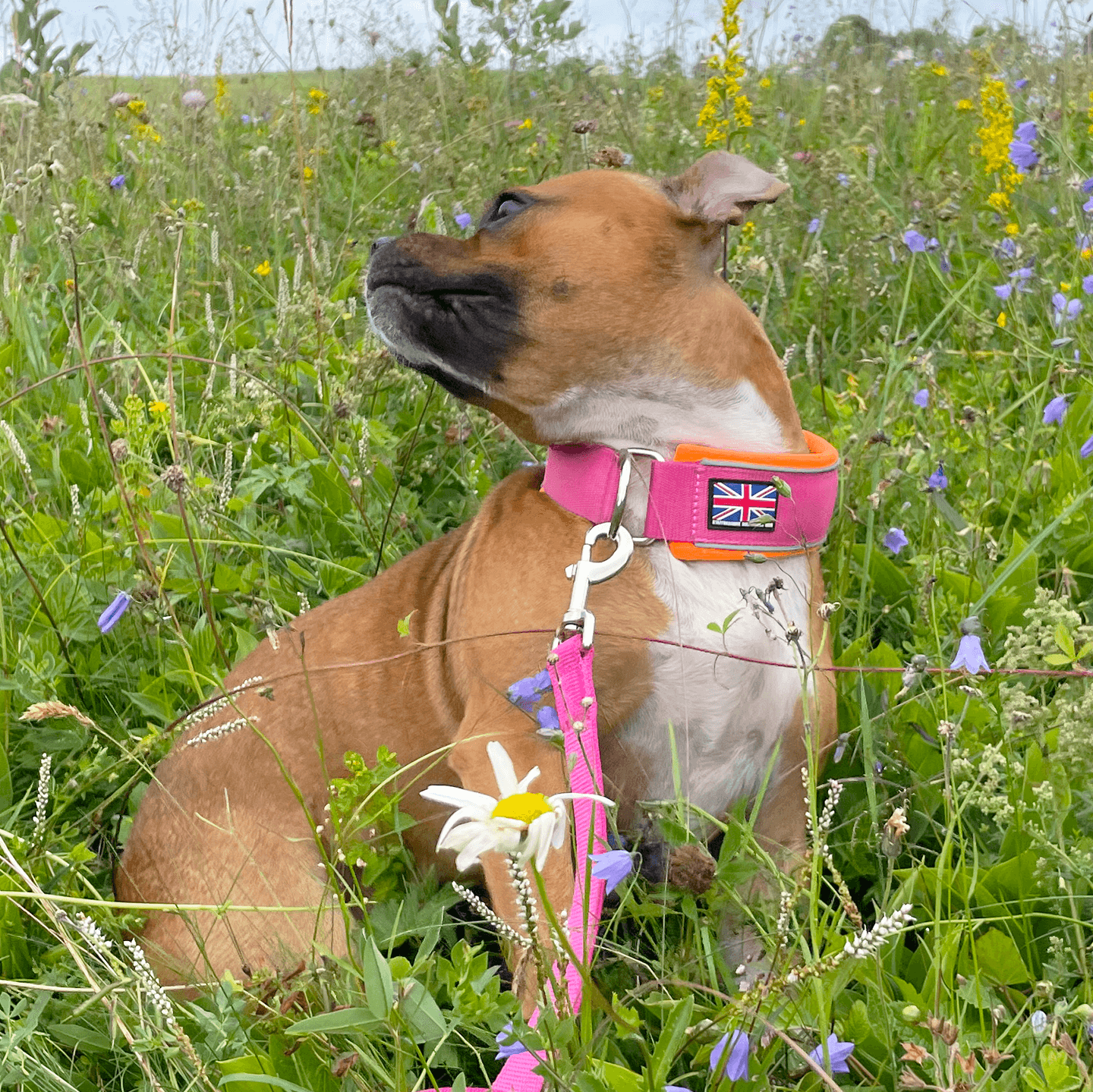 Martingale Half choke collar Staffordshire Bull Terrier 1935®