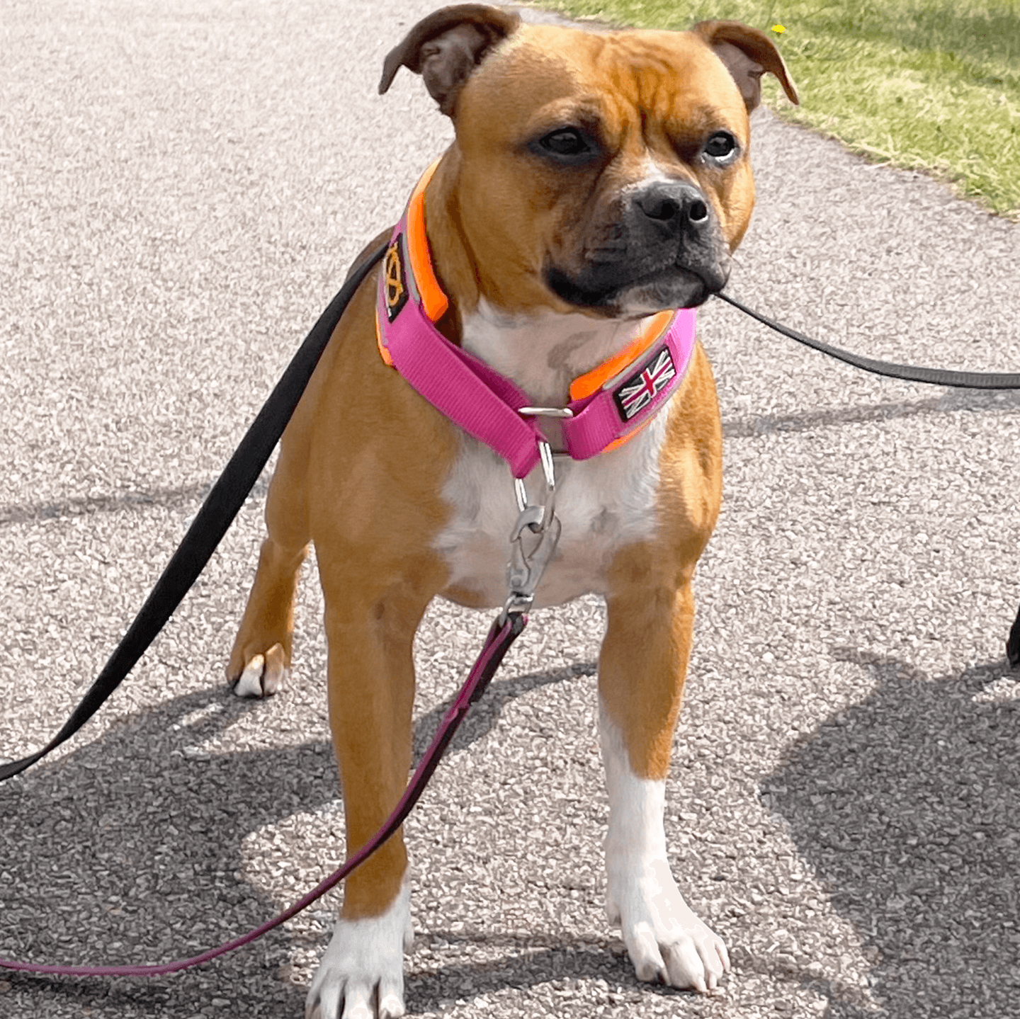 Martingale Half choke collar Staffordshire Bull Terrier 1935®