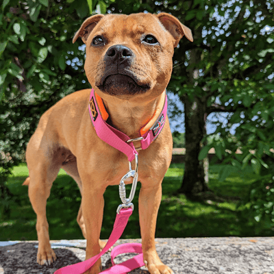 Martingale Half choke collar Staffordshire Bull Terrier 1935®