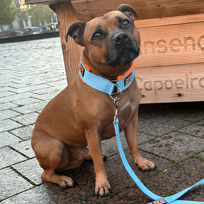 Staffordshire Bull Terrier 1935® Collier Martingale - Édition Gulf - Bébé Bleu et Orange Fluo