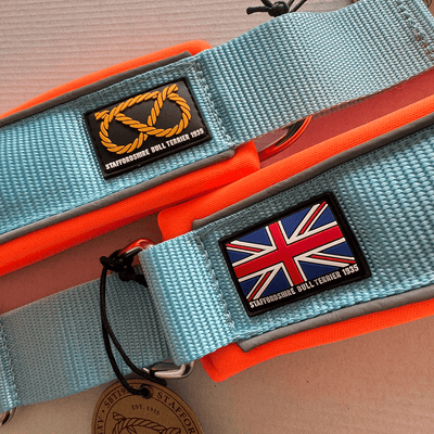 Staffordshire Bull Terrier 1935® Collier Martingale - Édition Gulf - Bébé Bleu et Orange Fluo