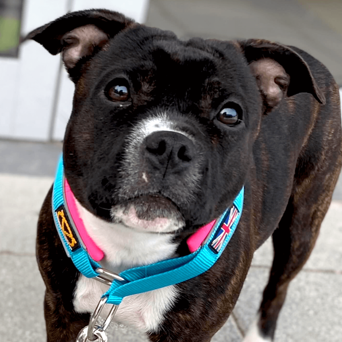 Martingale Half Choke Collar Staffordshire Bull Terrier 1935®