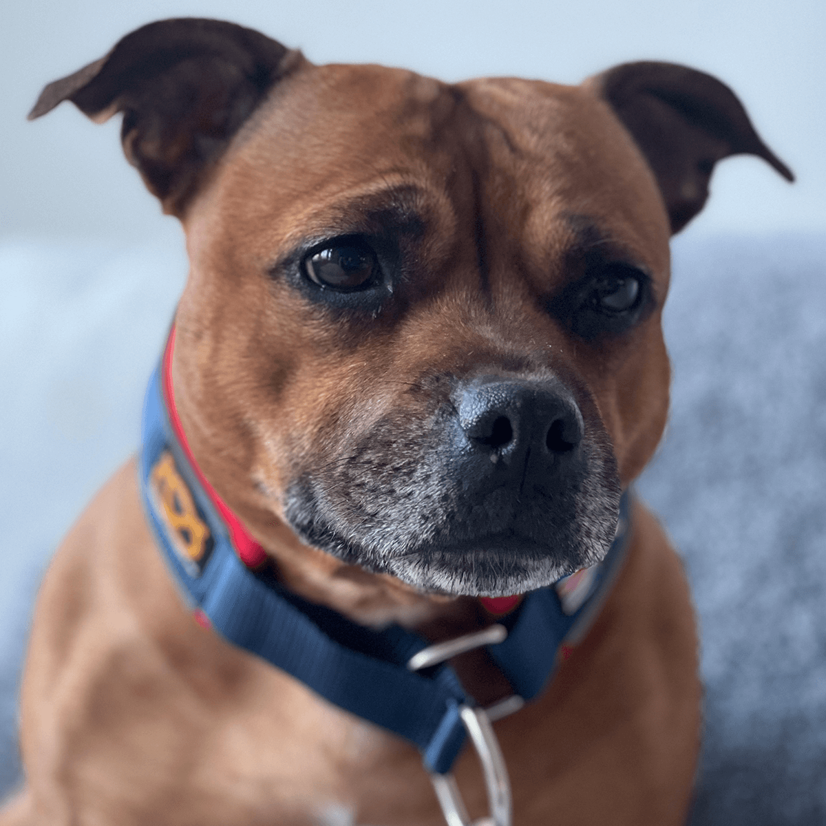 Martingale Collar Half choke Collar Staffordshire Bull Terrier 1935®