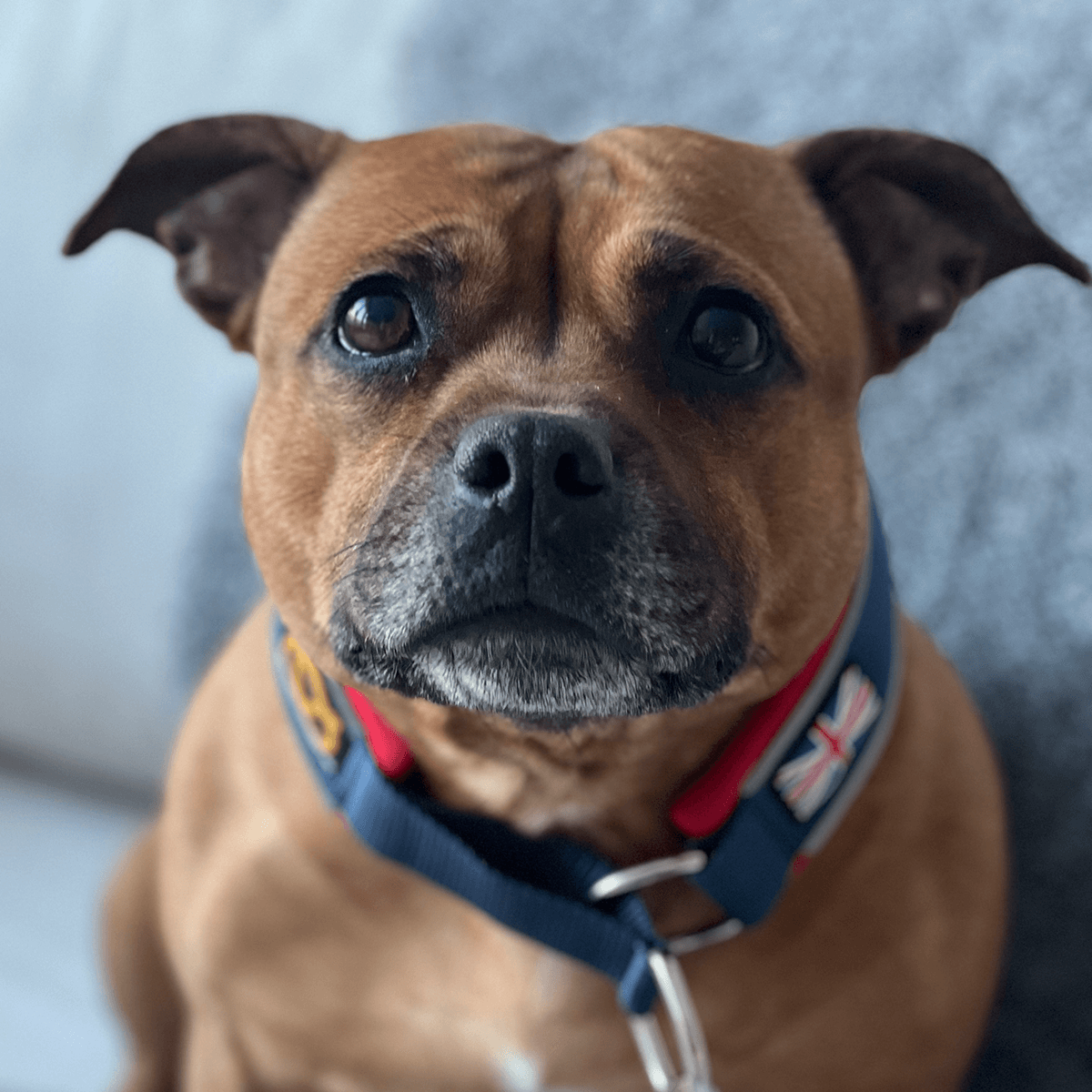 Martingale Collar Half choke Collar Staffordshire Bull Terrier 1935®