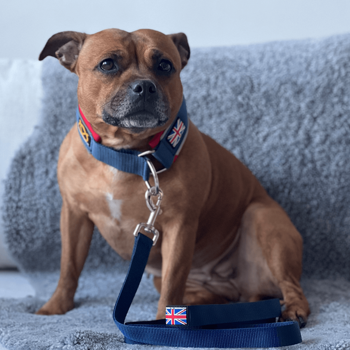 Martingale Collar Half choke Collar Staffordshire Bull Terrier 1935®