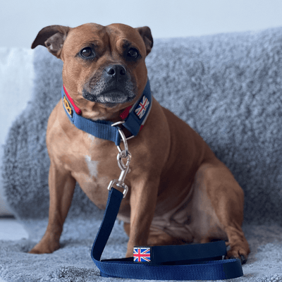 Martingale Collar Half choke Collar Staffordshire Bull Terrier 1935®