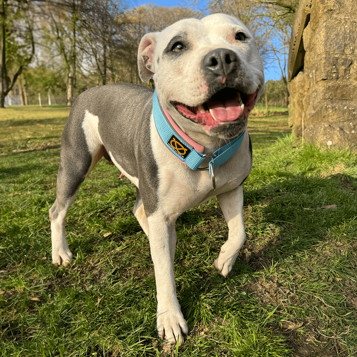 Staffordshire Bull Terrier 1935® Martingale Collar - Izy's Bubble Gum Edition - Baby Blue & Baby Pink