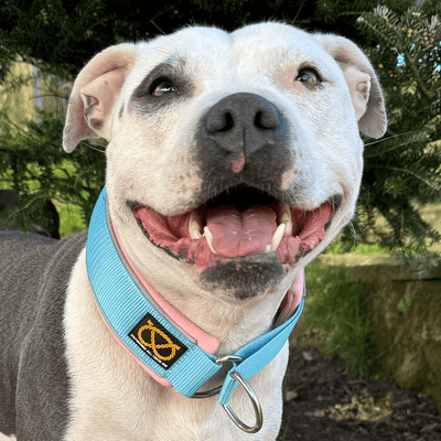 Staffordshire Bull Terrier 1935® Martingale Collar - Izy's Bubble Gum Edition - Baby Blue & Baby Pink