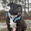 Staffordshire Bull Terrier 1935® Martingale Collar - Izy's Bubble Gum Edition - Baby Blue & Baby Pink