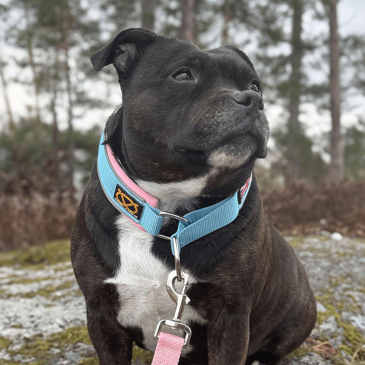 Staffordshire Bull Terrier 1935® Martingale Collar - Izy's Bubble Gum Edition - Baby Blue & Baby Pink