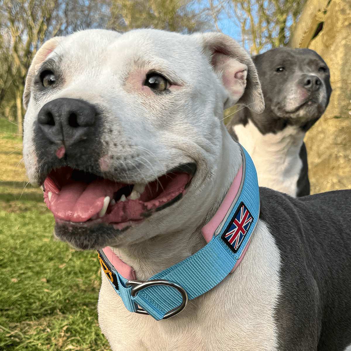 Staffordshire Bull Terrier 1935® Martingale Collar - Izy's Bubble Gum Edition - Baby Blue & Baby Pink